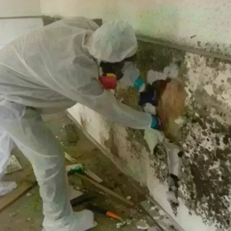 Mold Remediation and Removal in Alum Rock, CA